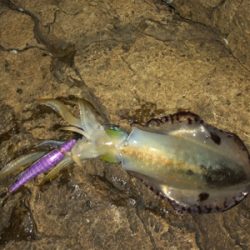 渋いなか、当たればまあまあのサイズ