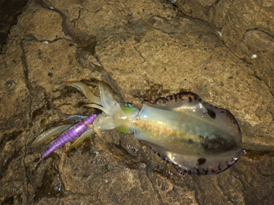 渋いなか、当たればまあまあのサイズ