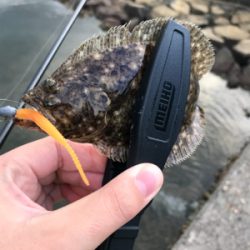 アジを求めて①