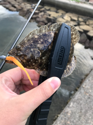 アジを求めて①