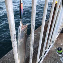 やっとまともなサゴシ