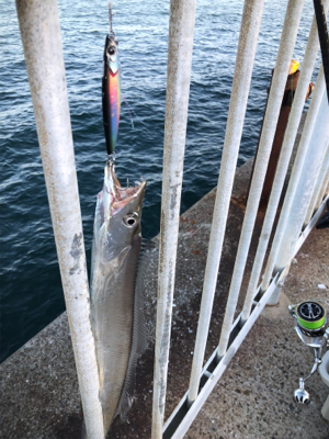 やっとまともなサゴシ