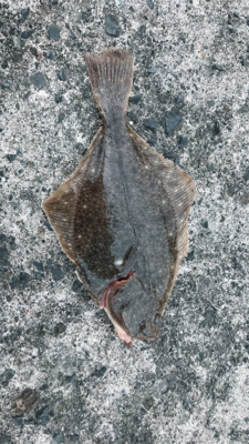 投げ釣り カレイ