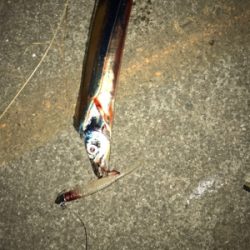 FLAP釣法伝承します（❓）