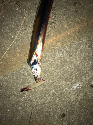 FLAP釣法伝承します（❓）