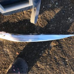 久しぶりのアコウ