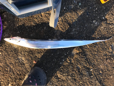 久しぶりのアコウ