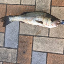 朝マヅメからいつものポイントへ