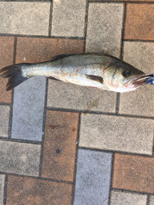 朝マヅメからいつものポイントへ