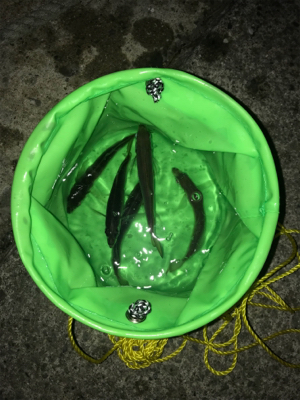 モーニングアジング