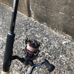 アオリイカ釣果