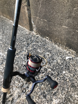 アオリイカ釣果