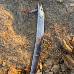 夕まづめショアジギ