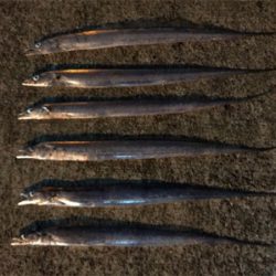 夕まずめタチウオ