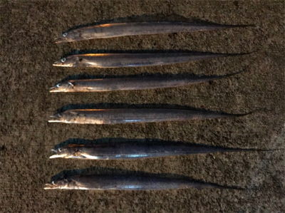 夕まずめタチウオ