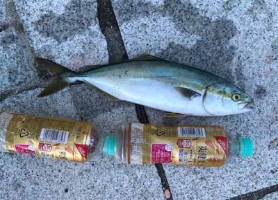 貝塚人工島の朝マズメで