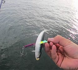 泳がせ釣り&サビキ釣り