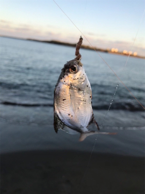 キス釣り