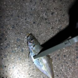 ナイトアジング