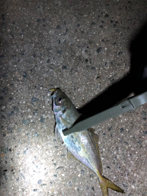 ナイトアジング