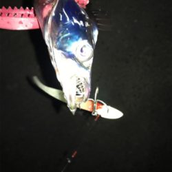 ラインブレイク時合い短い。