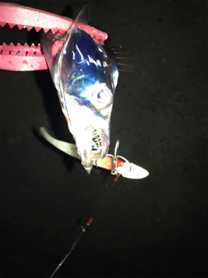 ラインブレイク時合い短い。