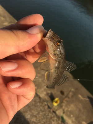 ハゼに癒されるの巻