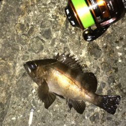 アジ メバル チーバス ガッシー