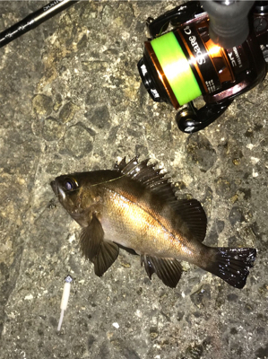 アジ メバル チーバス ガッシー