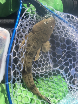 カヤックフィッシングでエソのちマゴチ