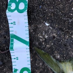 二週連続ノマセ好調！