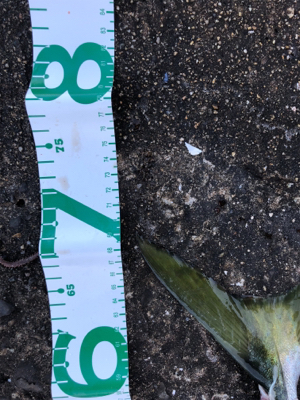 二週連続ノマセ好調！