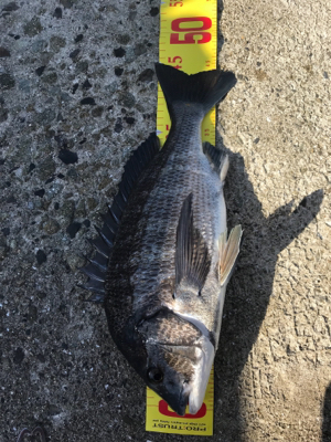 須磨一文字にてチヌフカセ