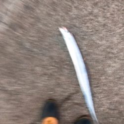 渋いタチウオワインド