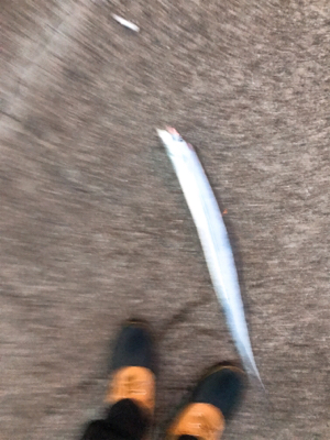 渋いタチウオワインド