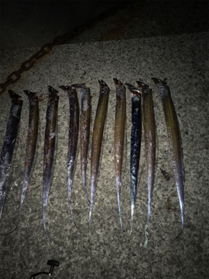 タチウオの新記録