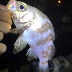 最近ずっとバラしまくり