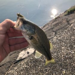 朝マズメスピニング釣行