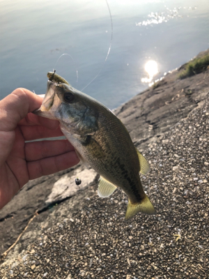 朝マズメスピニング釣行