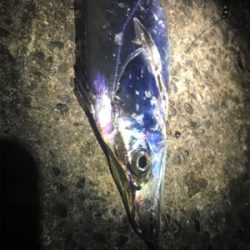 太刀魚釣れすぎ