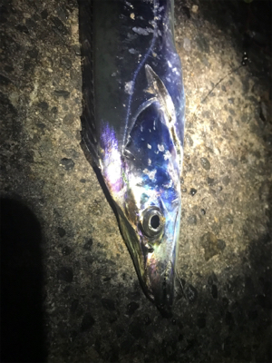 太刀魚釣れすぎ