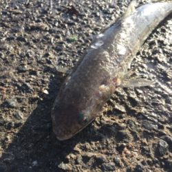 なんじゃこりゃ〜！ エソ！？