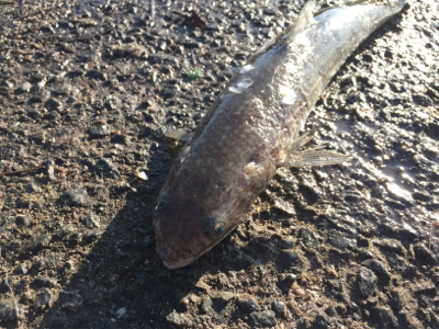 なんじゃこりゃ〜！ エソ！？