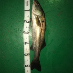 爆釣とはならず