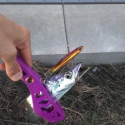 大阪湾奥ワインド 秋本番!鶴浜緑地で高活性