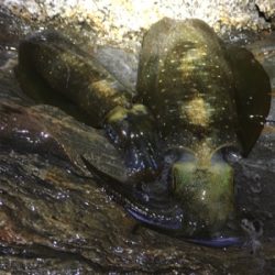 ちょっとサイズアップの秋イカ