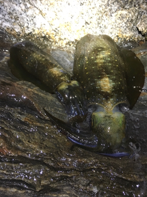 ちょっとサイズアップの秋イカ