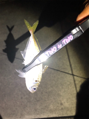 ワインド不発からアジング