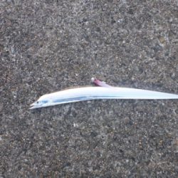 岸和田一文字 タチウオ&青物