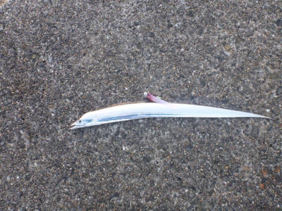 岸和田一文字 タチウオ&青物